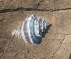 吉林水泥雕塑-海螺